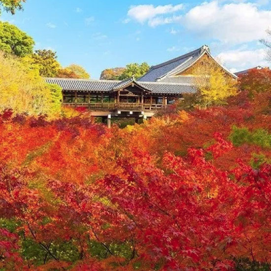 東福寺 例年の見ごろ：11月中旬～下旬