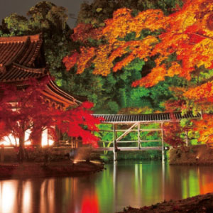 高台寺 紅葉の見ごろ 11月下旬