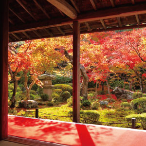 圓光寺 紅葉の見ごろ 11月20日頃