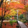 京都の見頃紅葉情報を紹介。名所から穴場まで、情報を見逃せない！