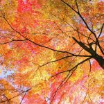 季節との調和を楽しむ秋メイクのポイント