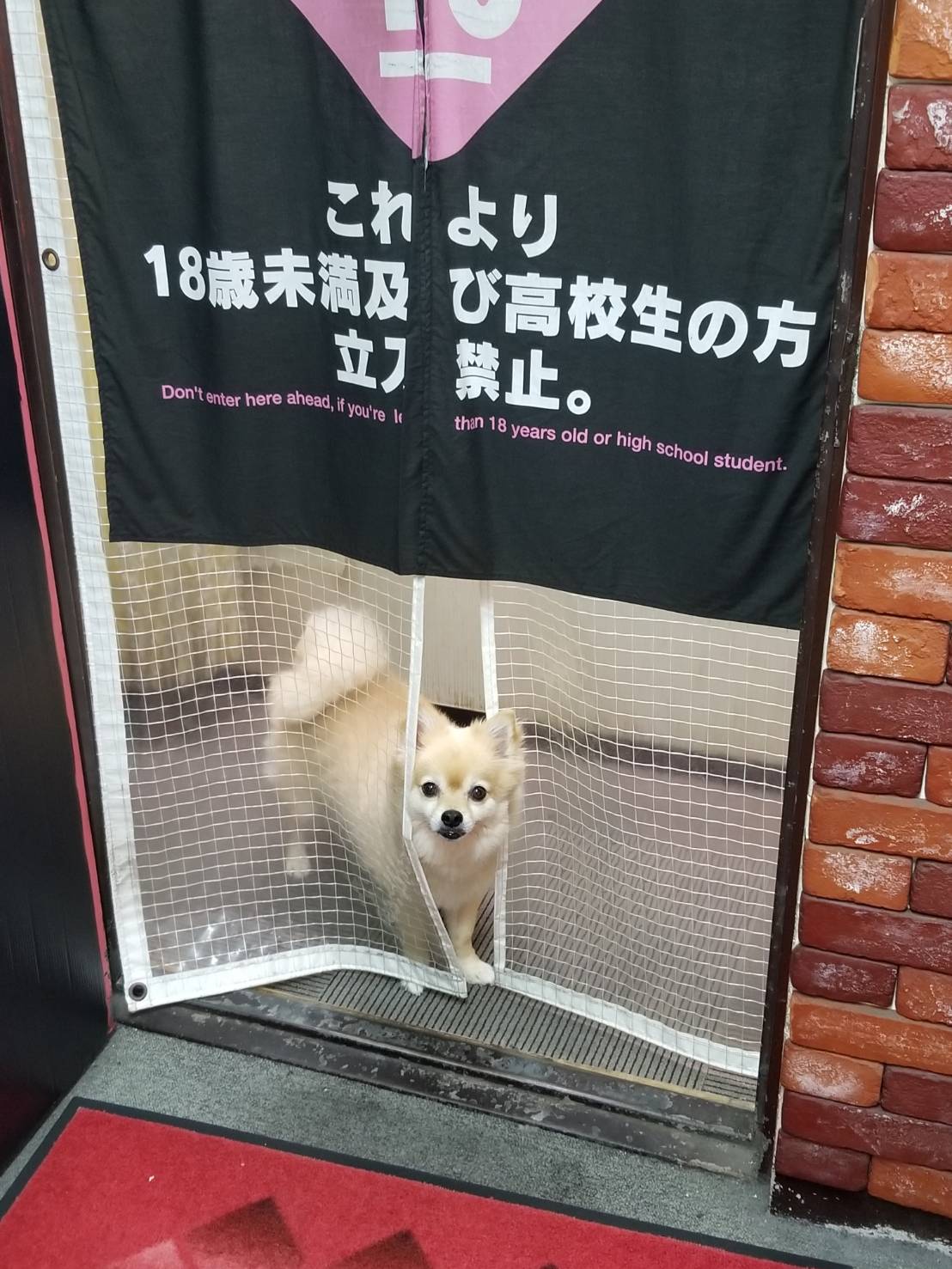 わんこ人事部長さん