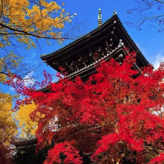 真如堂[真正極楽寺] 例年の見ごろ：11月中旬～12月上旬