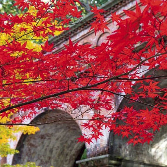 南禅寺 例年の見ごろ：11月中旬～12月上旬